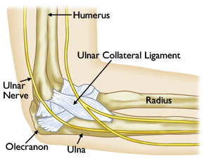 Elbow Anatomy and UCL Injury