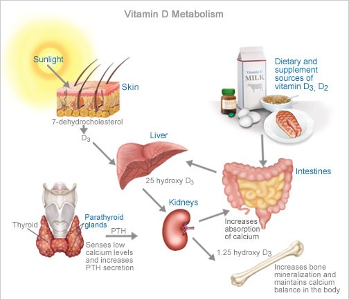 Vitamin D3 conversion and use within our body.